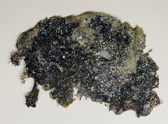 Microdictyon