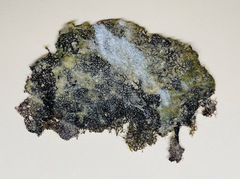 Microdictyon