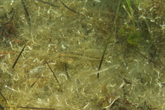 Gobius ophiocephalus