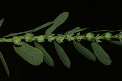 Phyllanthus leucanthus