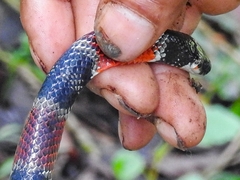Erythrolamprus mimus