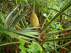 Lepidozamia hopei