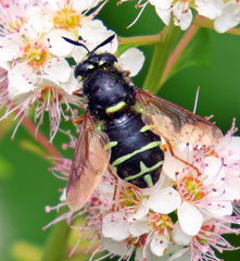 Stratiomys badia