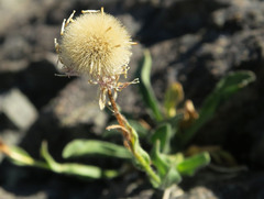 Erigeron cascadensis
