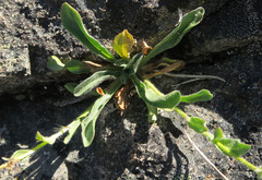 Erigeron cascadensis