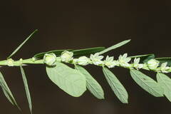 Phyllanthus leucanthus