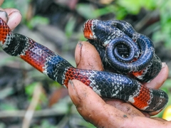 Erythrolamprus mimus