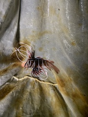 Pterois radiata