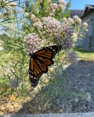 Danaus plexippus