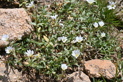 Cerastium arvense strictum