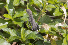 Diporiphora australis