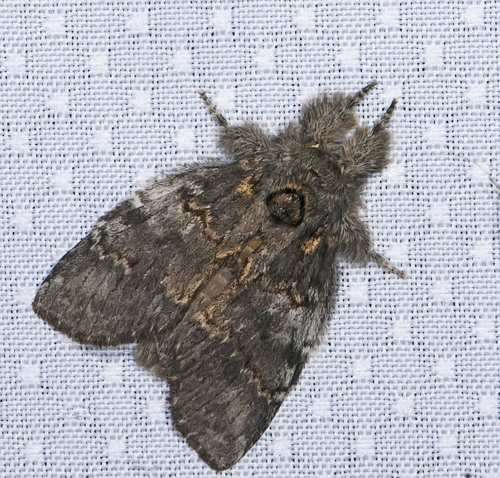 Angulose Prominent photo 6