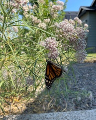 Danaus plexippus