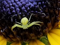 Thomisidae