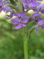 Platanthera × enigma