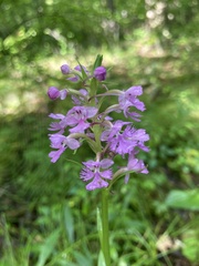 Platanthera × enigma
