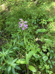 Platanthera × enigma