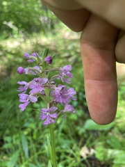 Platanthera × enigma
