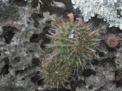 Parodia mammulosa