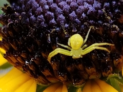 Thomisidae