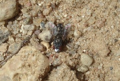 Metopia argyrocephala