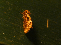 Korscheltellus gracilis