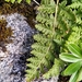 Woodsia ilvensis - Photo (c) matthewjones, algunos derechos reservados (CC BY-NC), subido por matthewjones