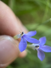 Palmerella debilis serrata
