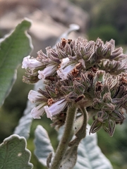 Eriodictyon traskiae smithii