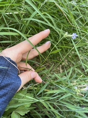 Palmerella debilis serrata