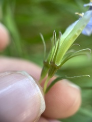Palmerella debilis serrata