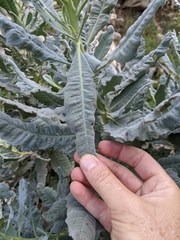 Eriodictyon traskiae smithii