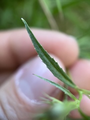 Palmerella debilis serrata