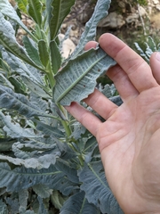 Eriodictyon traskiae smithii