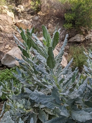 Eriodictyon traskiae smithii