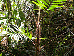 Calamus australis