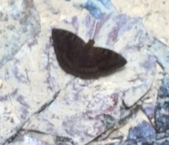 Euthalia merta merta