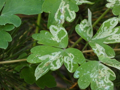 Phytomyza aquilegivora