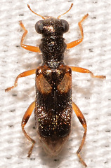 Phyllobaenus pallipennis