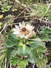 Eryngium humile