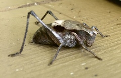 Atlanticus testaceus