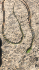 Leptodrymus pulcherrimus image