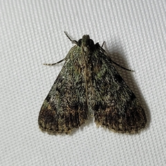 Epipaschia superatalis