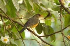 Turdus abyssinicus