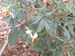 Solanum jamesii