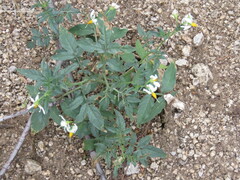 Solanum jamesii