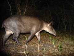 Tapiridae
