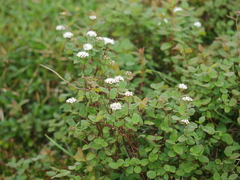Spiraea stevenii