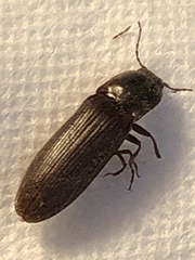 Hemicrepidius nemnonius