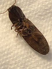 Hemicrepidius nemnonius